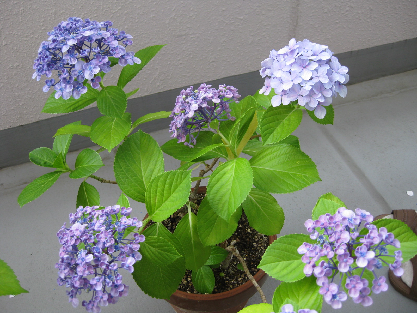 同じ茎から２種類の花が咲くアジサイ