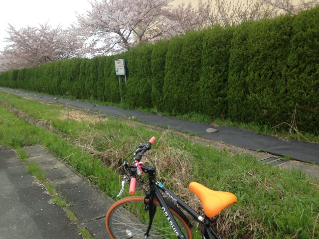 稲沢市の隠れ花見スポット（５） 平和中学校の桜