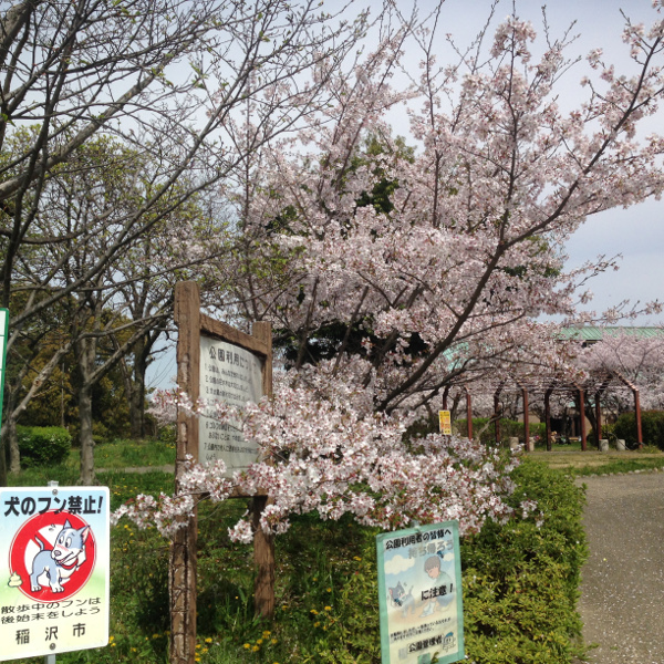 稲沢市の隠れ花見スポット（２） 稲沢公園の桜