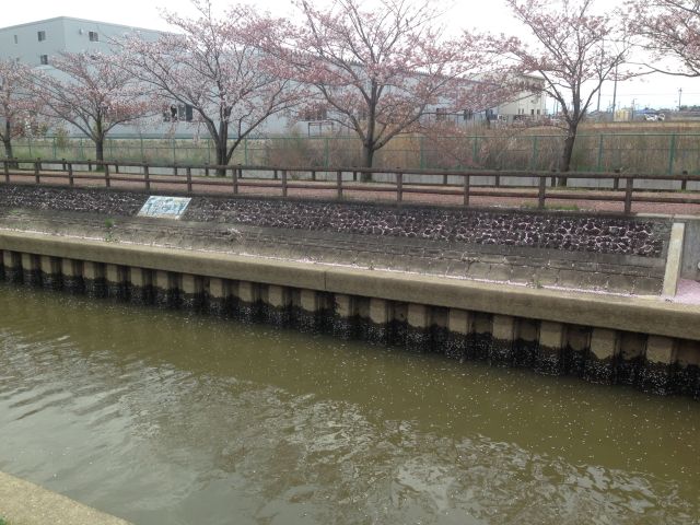 稲沢市平和町 桜ネックレスの開花状況（2016/4/8）