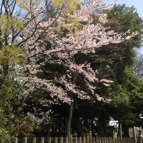 むさし寿司前の神社の桜