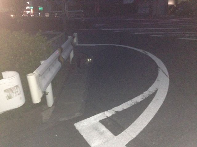 稲沢市にアライグマ出現