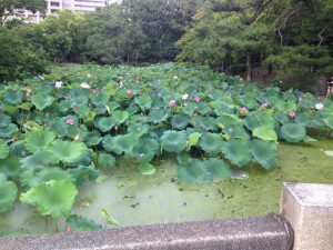 鶴舞公園のハスの花