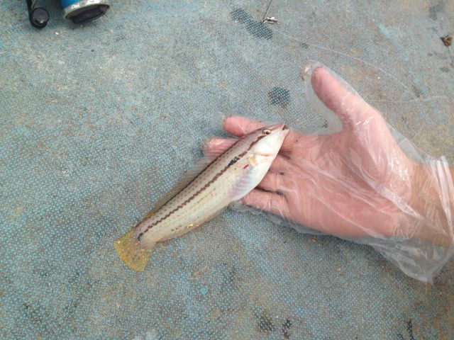 南知多の小佐漁港から和船でベラが釣れました