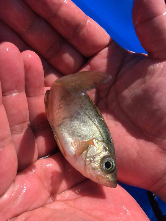 島子港で釣れた小さな魚